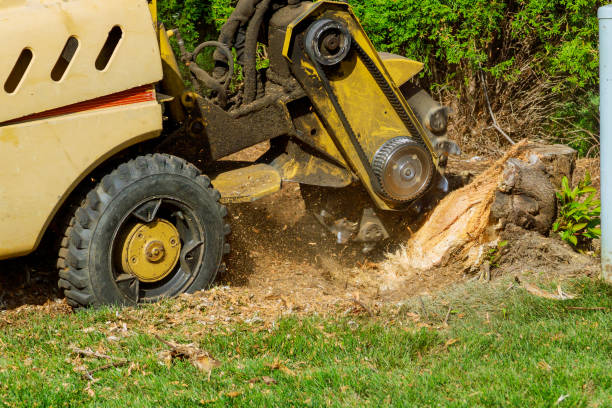 Professional Tree Service in Sun Valley, PA